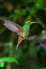 Fototapeta premium Green and blue hummingbird Sparkling Violetear flying next to beautiful yelow flower. Bird from Ecuador, tropical mountain forest. Wildlife scene from nature. Birdwatching in South America