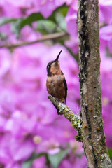 Green and blue hummingbird Sparkling Violetear flying next to beautiful yelow flower. Bird from Ecuador, tropical mountain forest. Wildlife scene from nature. Birdwatching in South America