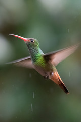 Green and blue hummingbird Sparkling Violetear flying next to beautiful yelow flower. Bird from Ecuador, tropical mountain forest. Wildlife scene from nature. Birdwatching in South America
