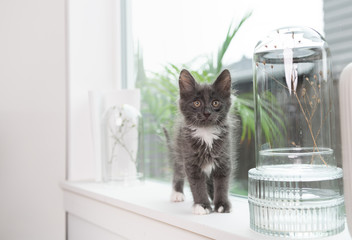 Adorable Short Haired Tabby Kitten on Window Sill