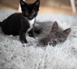 Obraz premium Adorable Short Haired Kittens Playing on Gray Blanket
