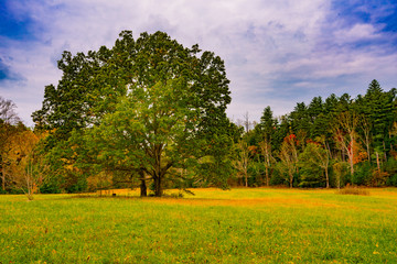 Oak Trees In Clearing