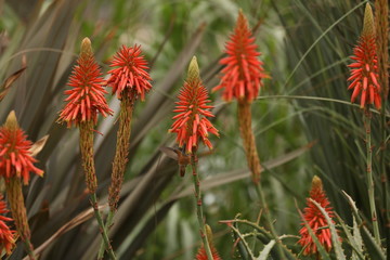 LIMA, Peru, 3 june 2019. Flowers and plants at Parque de Las Leyendas zoo