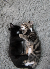 Adorable Short Haired Kittens Playing on Gray Blanket