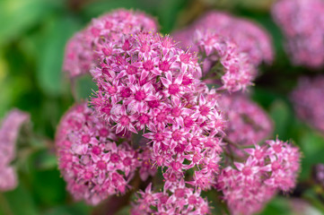 Obraz premium Background texture of a bush with blooming pink flowers of Spirea. Macro photo of nature flowering bush Spiraea. Beautiful summers flower. Selective focus
