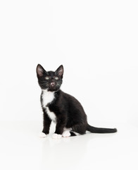 Adorable Black and White Tuxedo Young Kitten on White Background