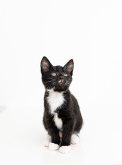 Adorable Black and White Tuxedo Young Kitten on White Background