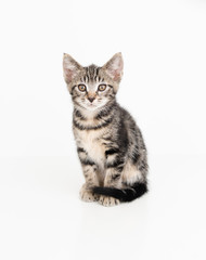 Adorable Tabby Striped Young Kitten on White Background
