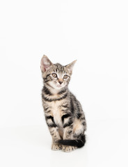 Fototapeta na wymiar Adorable Tabby Striped Young Kitten on White Background