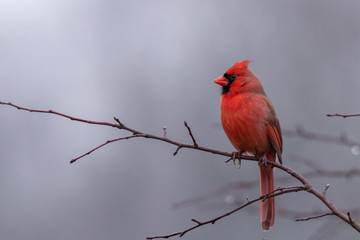 Northern cardinal male sitting on tree branch during winter