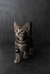 Fototapeta na wymiar Portrait of Short Haired Tabby Kitten on Dark Background