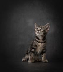 Portrait of Short Haired Tabby Kitten on Dark Background