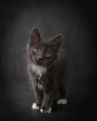 Fuzzy Gray and White Tiny Kitten on Dark Background