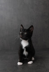 Black and White Kitten on Dark Background