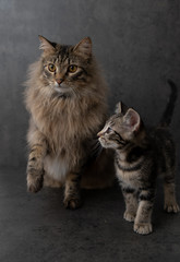 Portrait of Fluffy Tabby Cat and Kitten on Dark Background