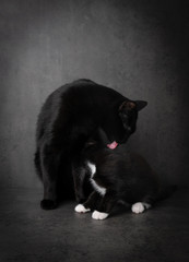 Adult Black Cat and Tiny Tuxedo Kitten