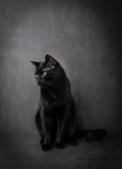 Portrait of Short Haired Black Cat on Dark Background