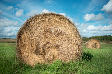 Round bales of hay on the field.