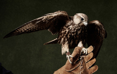 Red Tailed Hawk portrait on dark green background. A Cooper's Hawk, close-up