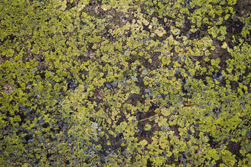 Old stone covered with moss