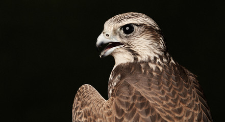 Red Tailed Hawk portrait on dark green background with copy space.