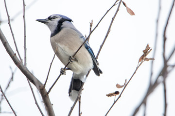 Bluejay bird sitting on tree branch