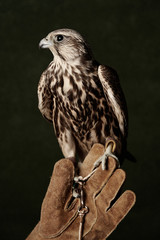 Red Tailed Hawk portrait on dark green background with copy space.