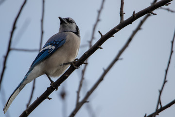 Bluejay bird sitting on tree branch