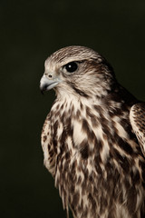 Red Tailed Hawk portrait on dark green background with copy space.