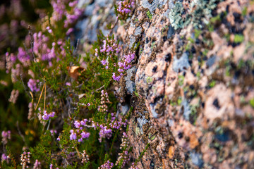 Purple forest flowers of Heather