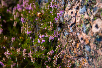 Purple forest flowers of Heather