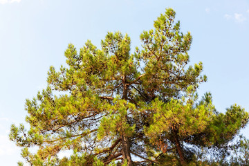 Branches of a green pine with cones against the blue sky.