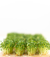 Close up of Freshly Grown  Micro greens