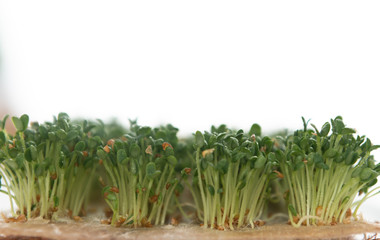 Close up of Freshly Grown  Micro greens