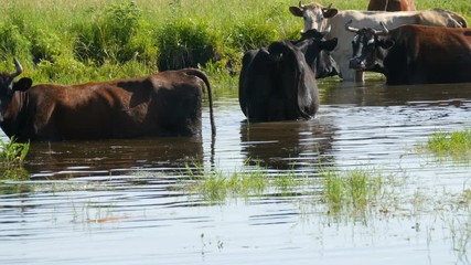 A herd of cows drinks water at a watering place in river and grazes in a meadow in summer