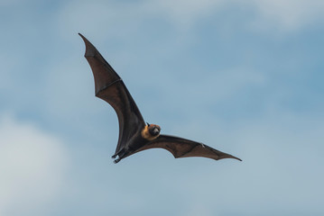 flying bat on blue sky