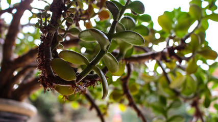 apples on tree