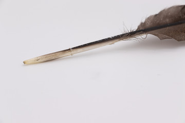 Single Brown Turkey Feather on white or off white background with copy space.d