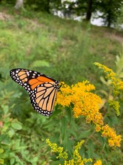 Female Monarch Butterfly on Goldenrod Wildflowers in Kentucky Field