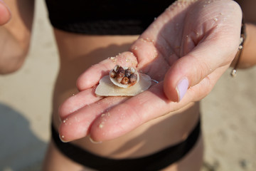 Tiny Sea Shells In Thailand