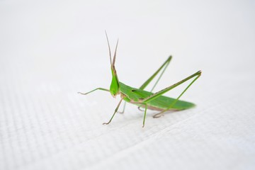 手をあげるショウリョウバッタ