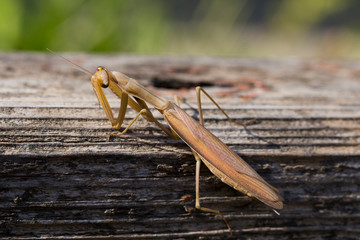 A female mantis. Predatory insect. Mimicry - brown color of Imago and wooden board.