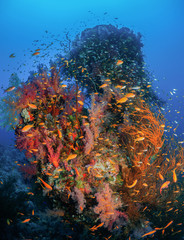 Naklejka na ściany i meble Red Sea reefs, coral paradise. Underwater world.