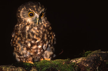 Nwe Zealand morepork