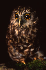 Nwe Zealand morepork