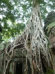 Ficus tentaculaire dans le temple de Ta Prohm, &agrave; Angkor (Cambodge)