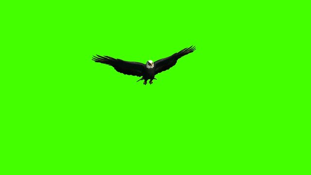 Bald eagle green screen slow motion