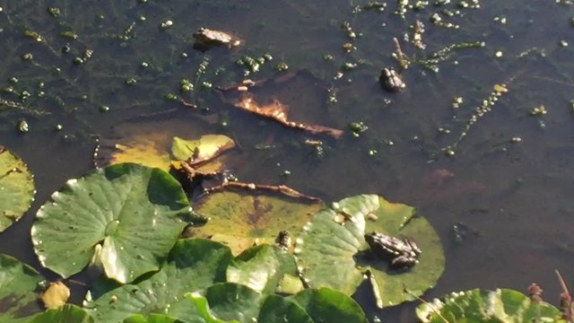 frog toad on lily pad leaf on pond - stock footage 