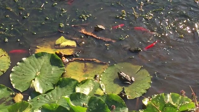 frog toad on lily pad leaf on pond 