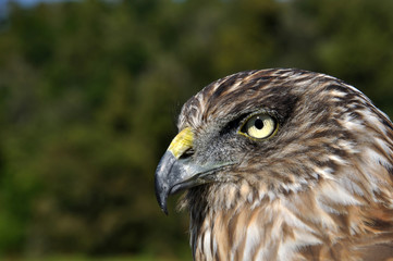 Harrier Hawk